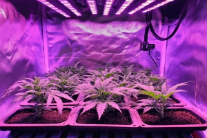 How Light Wavelengths Affect Cannabinoid Production