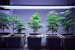 How to Control and Prevent Stretching in Cannabis Plants