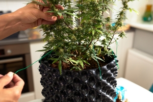 Popcorn Cannabis Buds - What They Are and How to Avoid Them