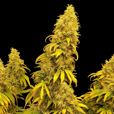 24k Gold Auto Strain Info  Premium Cultivars on Vimeo