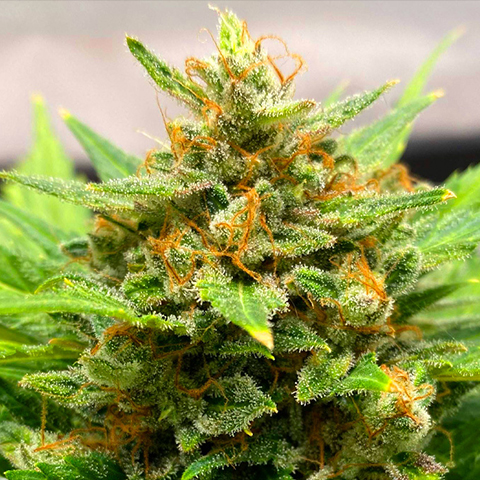 Auto AK 47 Feminizada Sativa – Seeds Ecuador