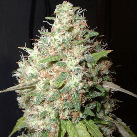 Auto AK 47 Feminizada Sativa – Seeds Ecuador