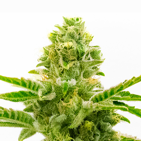 American Haze Feminized Seeds - Kind Seed Co