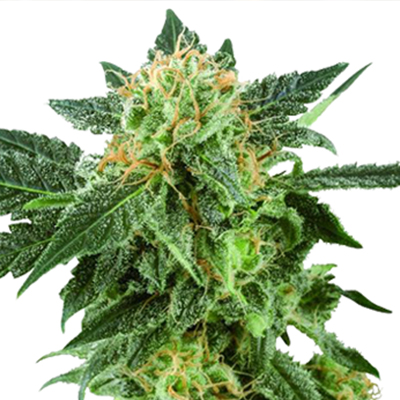 American Haze Feminized Seeds - Kind Seed Co