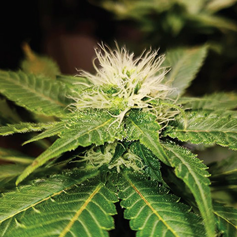 American Haze Feminized Seeds - Kind Seed Co