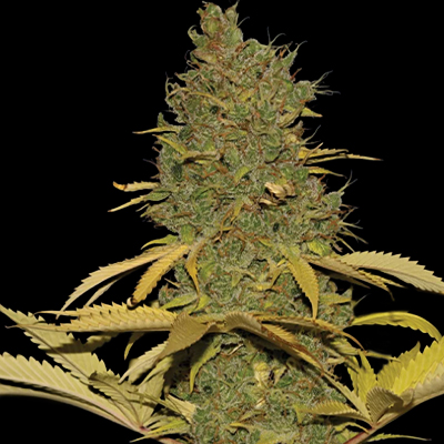 Badazz Cheese Feminized Seeds Kind Seed Co