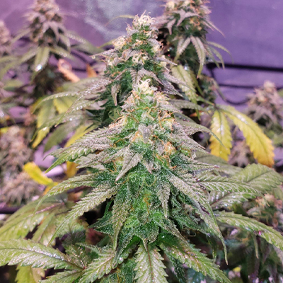 Badazz Cheese Feminized Seeds Kind Seed Co