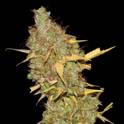 Badazz Cheese Feminized Seeds Kind Seed Co