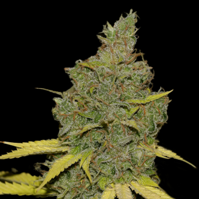 Badazz Cheese Feminized Seeds Kind Seed Co