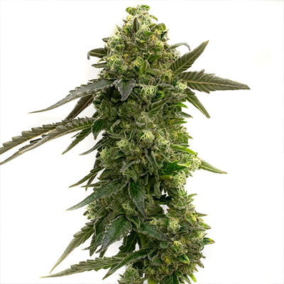 Badazz Rolex Feminized Seeds Kind Seed Co