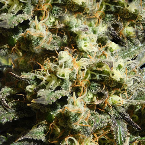 Alien Gorilla Glue Strain Feminized Cannabis Seeds - Rocket Seeds