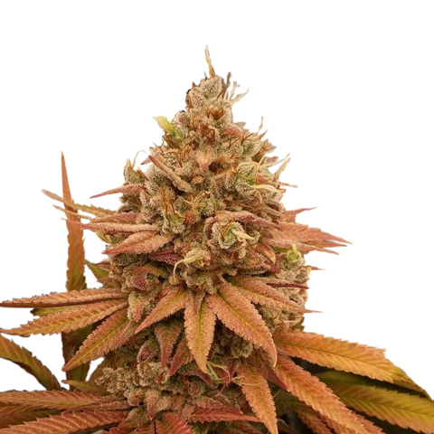 Gold Leaf Feminized Seeds For Sale