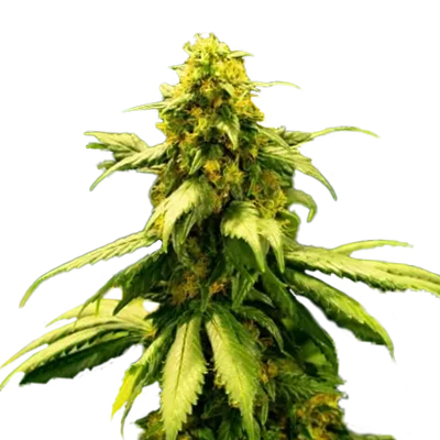 Indica Seeds For Sale - Kind Seed Co