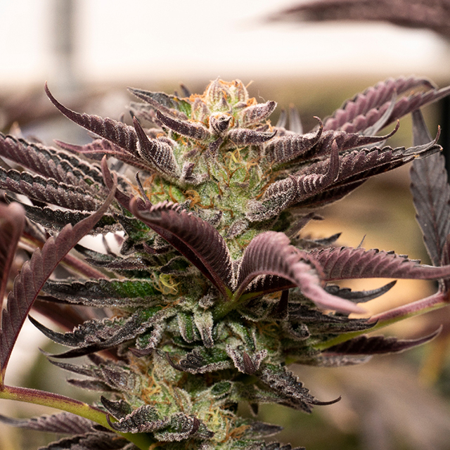Gorilla Glue Purple Strain, 21% THC, Buy Weed Seeds