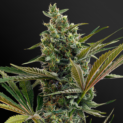 Haze Autoflower Seeds - Kind Seed Co