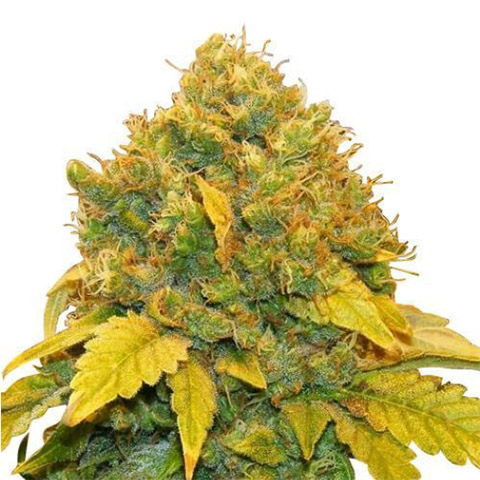 Marijuana Grow Kit with Feminized Gold Leaf Seeds >> ILGM