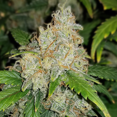 Gorilla Glue #4 X Zkittlez, Buy Cannabis Seeds