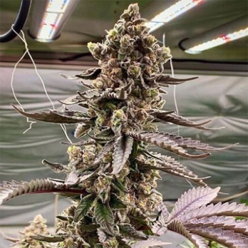 Apple Fritters Auto Fem