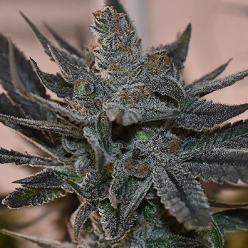Black Runtz Photo Fem