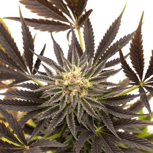 Blue Cream Cheese Auto Fem