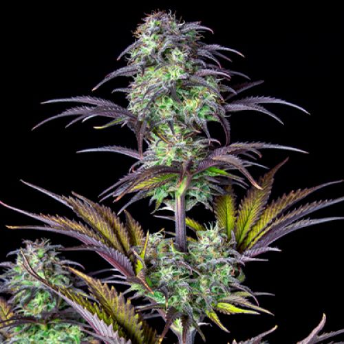 Blackberry Moonrocks Auto Fem