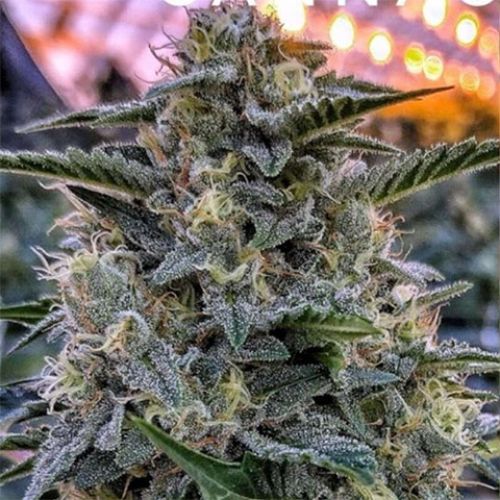 Bruce Banner Auto Fem