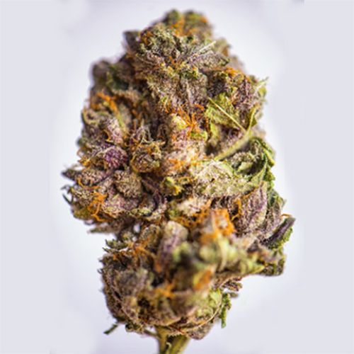 Grandaddy Purple Photo Reg