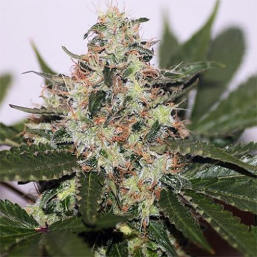 Skunk1 Auto Fem