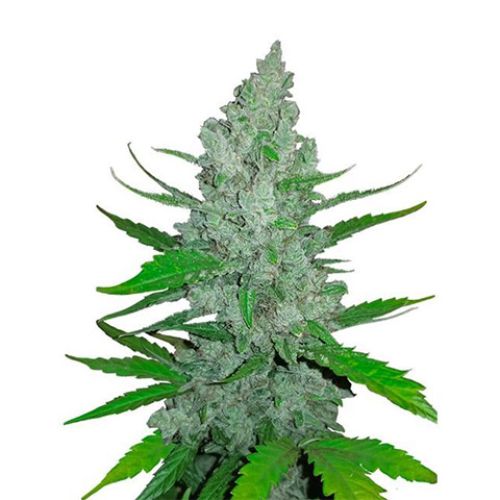 Sour Diesel Auto Fem