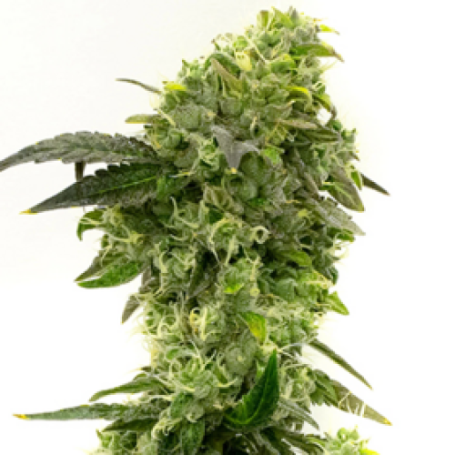 Cheap Autoflower Seeds USA