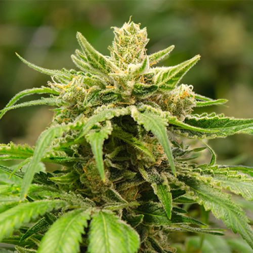 Cherry Pie Auto Fem
