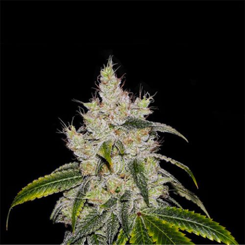 Chiquita Banana Photo Fem