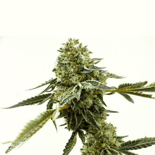 Critical AK Auto Fem