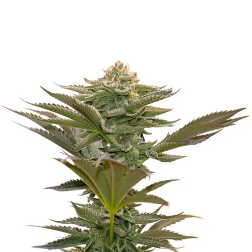 Critical Mass Photo Fem