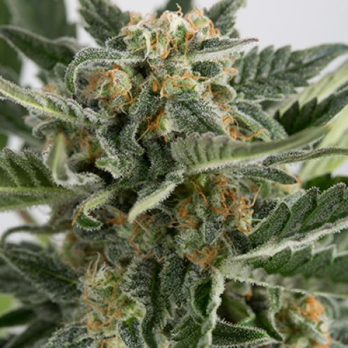 Critical + 2.0 Auto Fem
