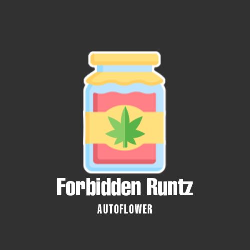 Forbidden Runtz Auto Fem