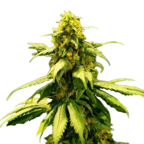 Gator Breath Photo Fem