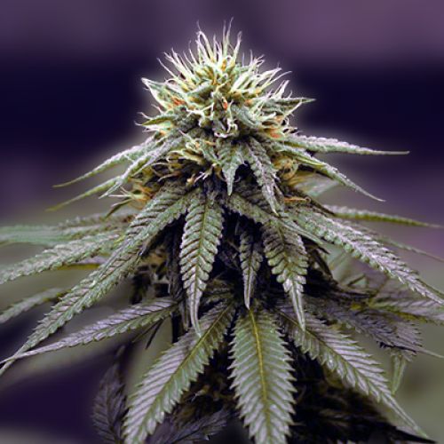 Ghost Train Haze Photo Fem