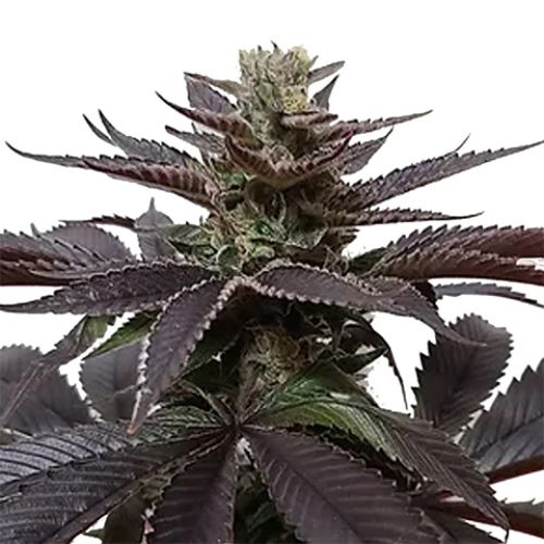 Goji OG Photo Fem