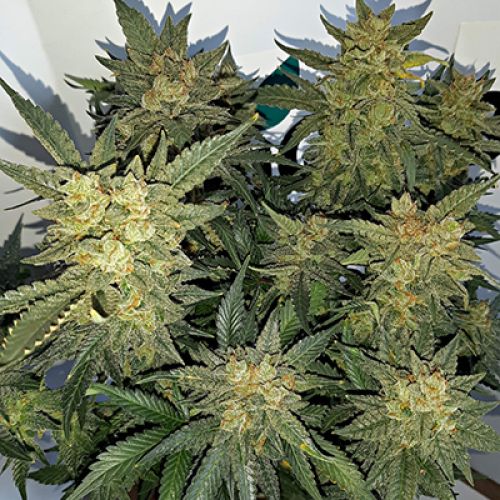 Sister Glue Cookies Auto Fem