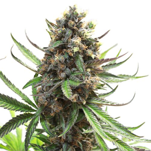 High Yield Autoflower Seeds USA