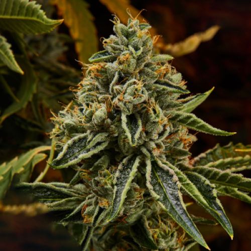 Khalifa Kush Photo Fem
