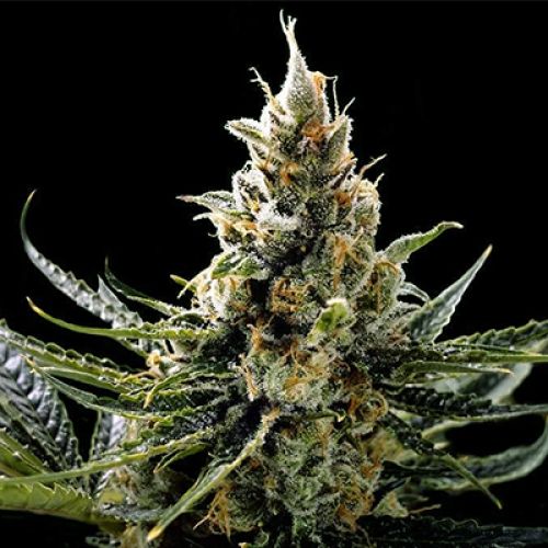 Kosher Tangie Photo Reg