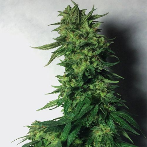 LSD Auto Fem
