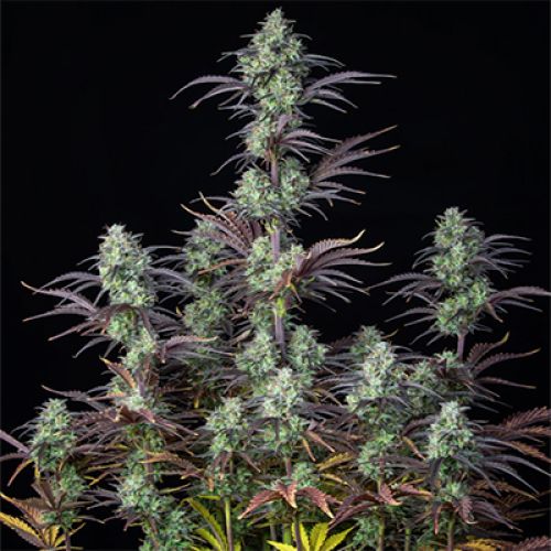 Mimosa Cake Auto Fem