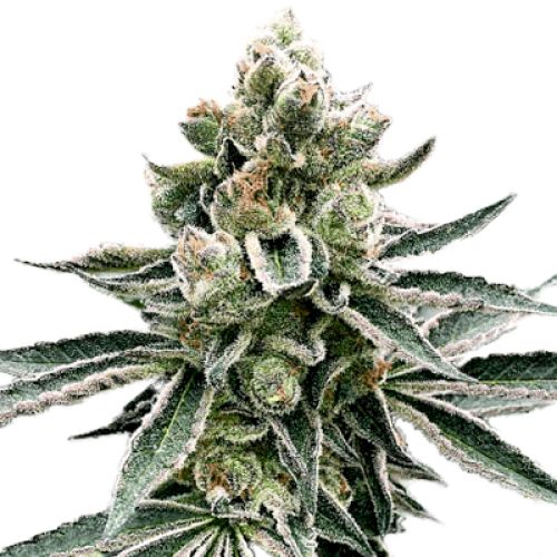 Moonshine Cookies Photo Fem