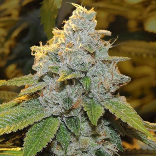 Motor Breath Photo Fem