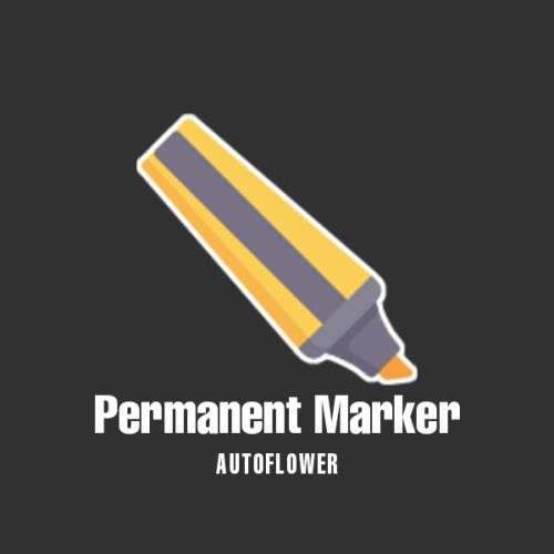 Permanent Marker Auto Fem
