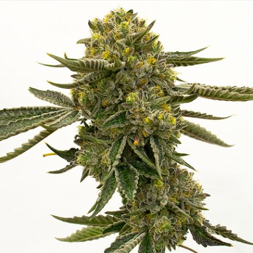 Quarter Pounder Auto Fem