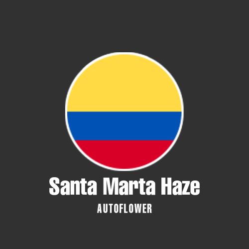 Santa Marta Haze Auto Fem